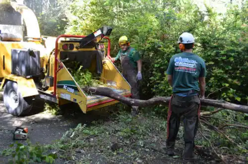 tree services Carmel Valley Village